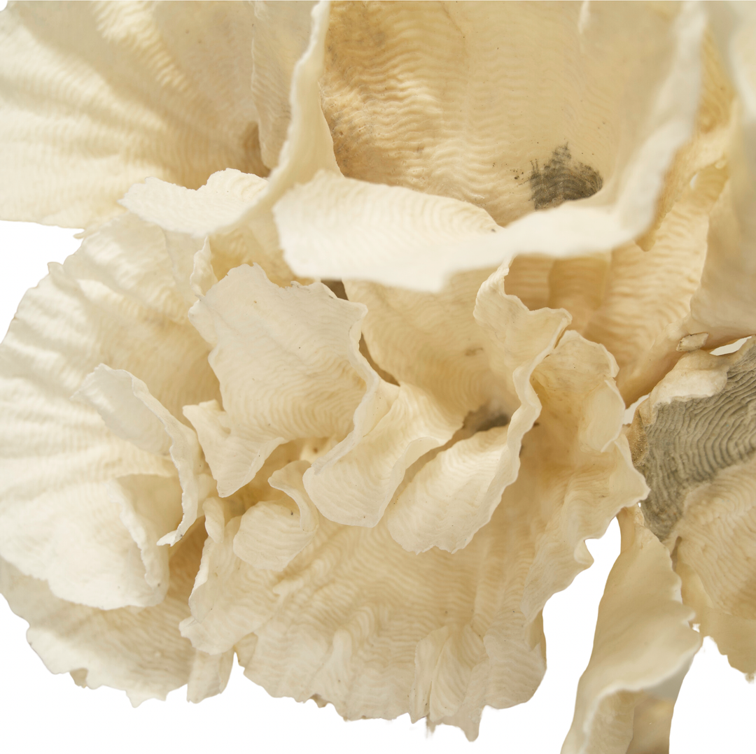 Rugosa Coral