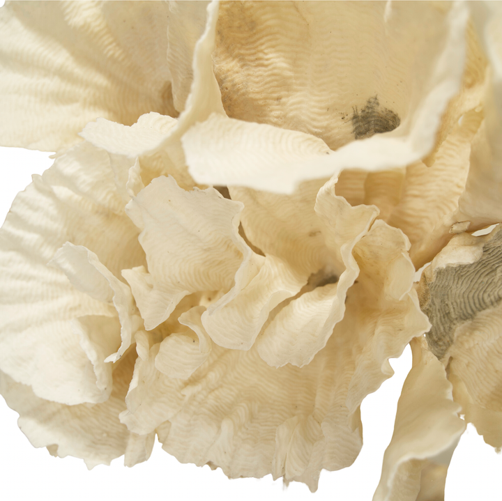 Rugosa Coral