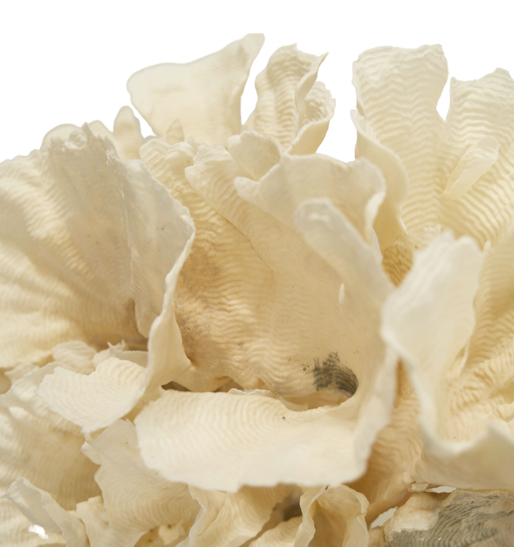Rugosa Coral