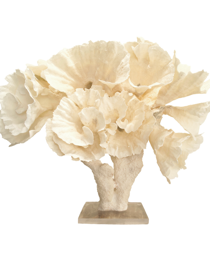 Rugosa Coral