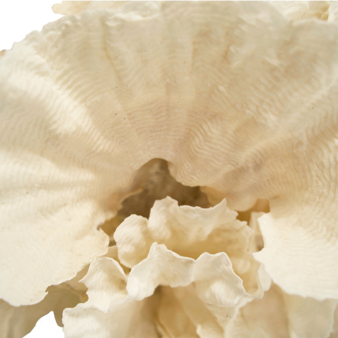 Rugosa Coral