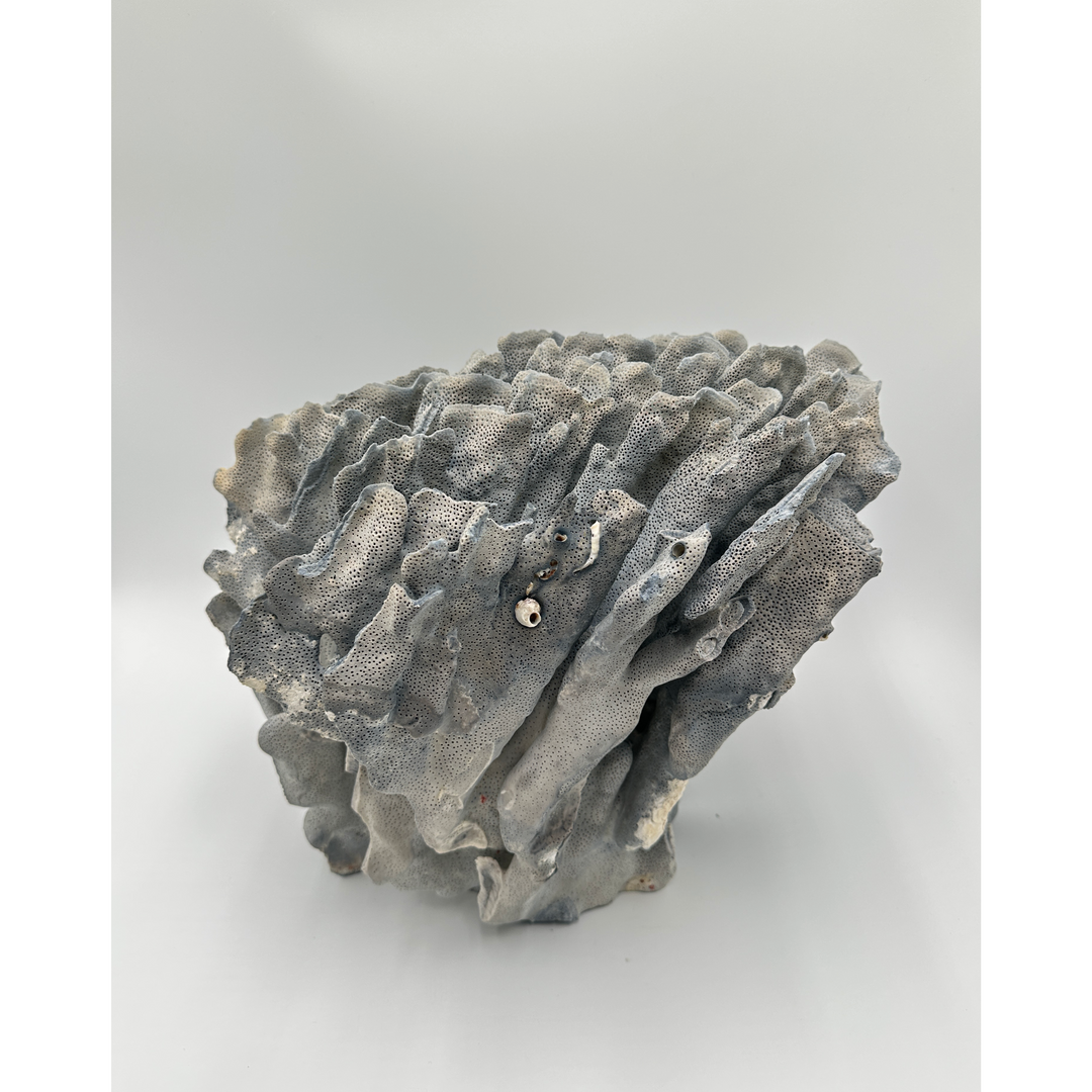 Blue Ridge Coral