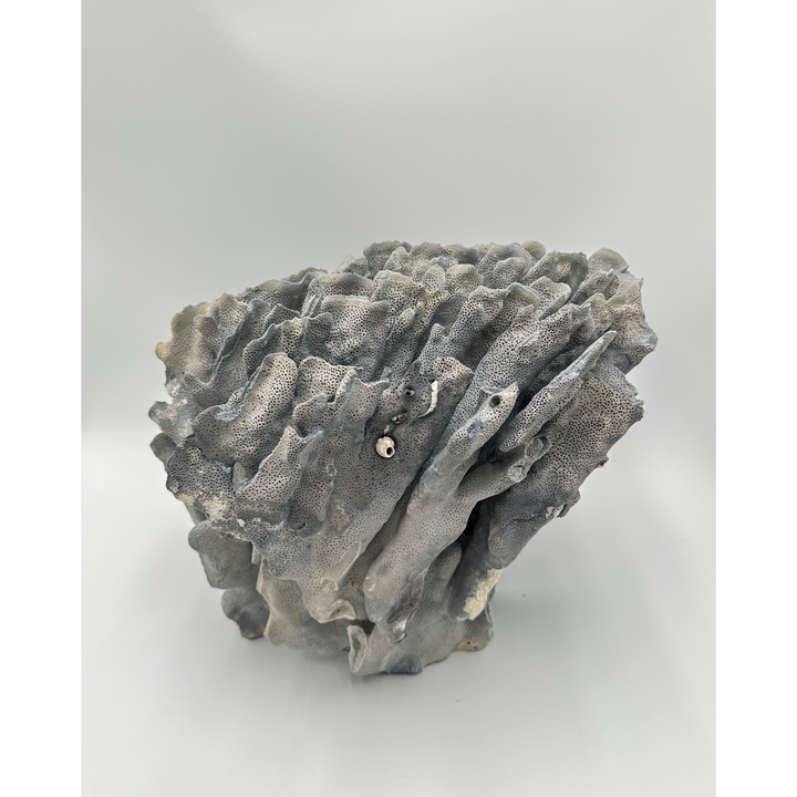 Blue Ridge Coral