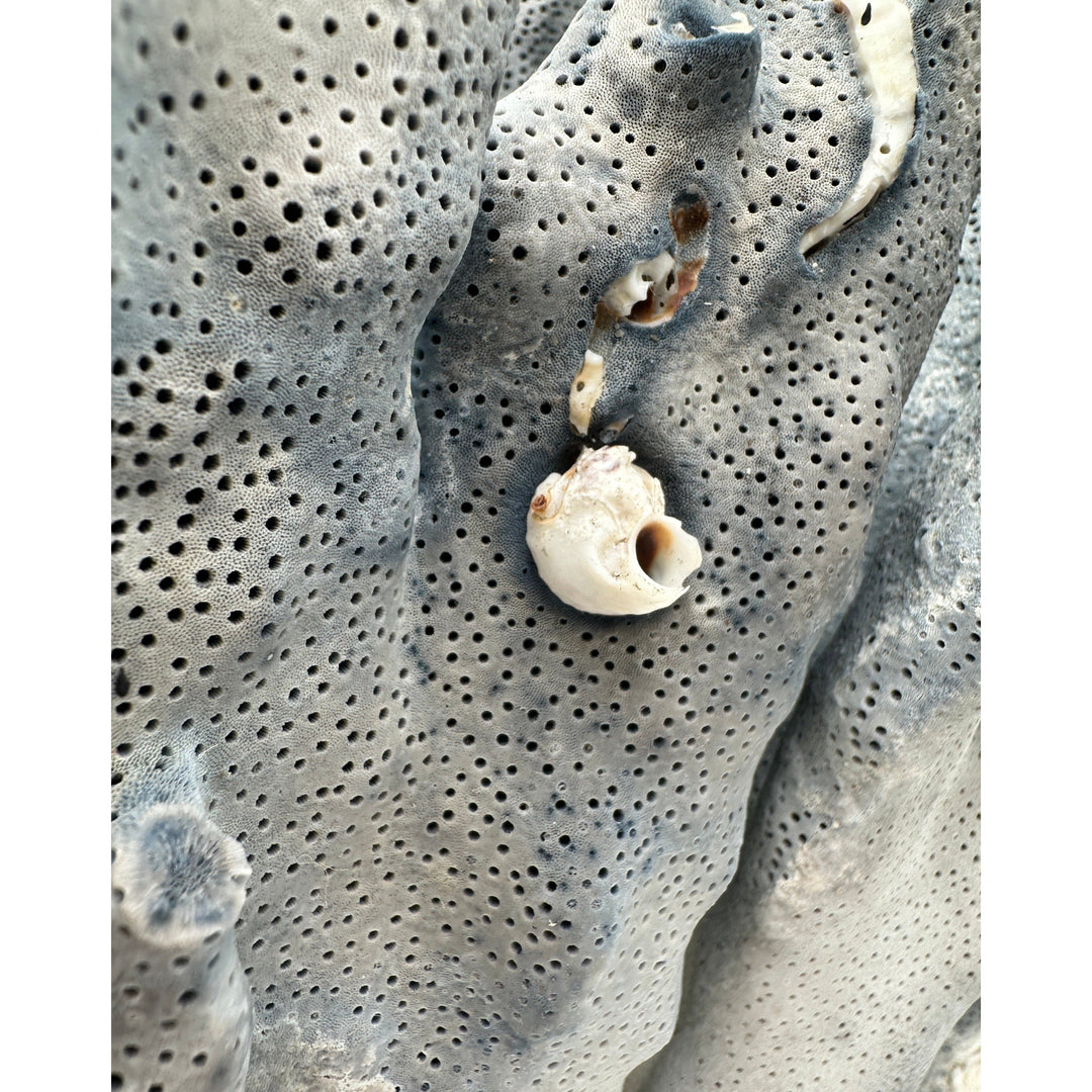 Blue Ridge Coral
