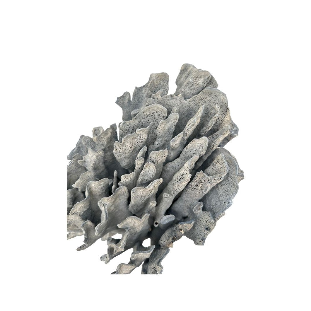 Blue Ridge Coral