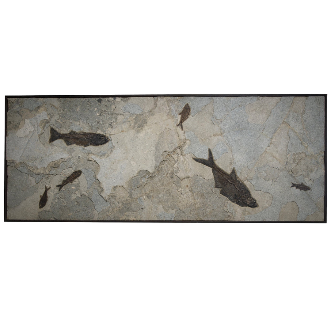 Exquisite Eocene Fish Fossil Mural